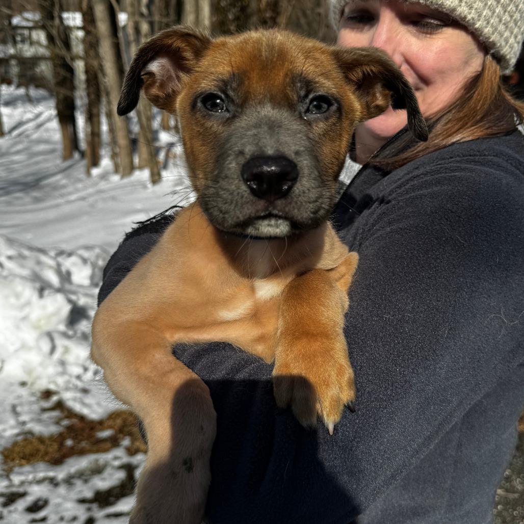 NY Zeke Feb 28 (Tractor Supply Patterson NY), a Adoptable mixed breed in Eastford, CT image 3/4