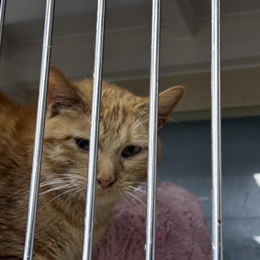 Enlarge Oliver (Ollie), a Adoptable Domestic Short Hair in Pleasant Hill, MO image 1/1