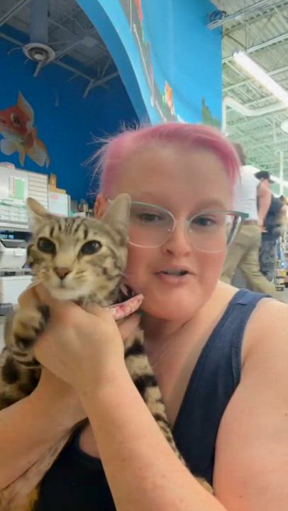 Enlarge Cleo, a ADOPTABLE Tabby in Beckley, WV video 2/2