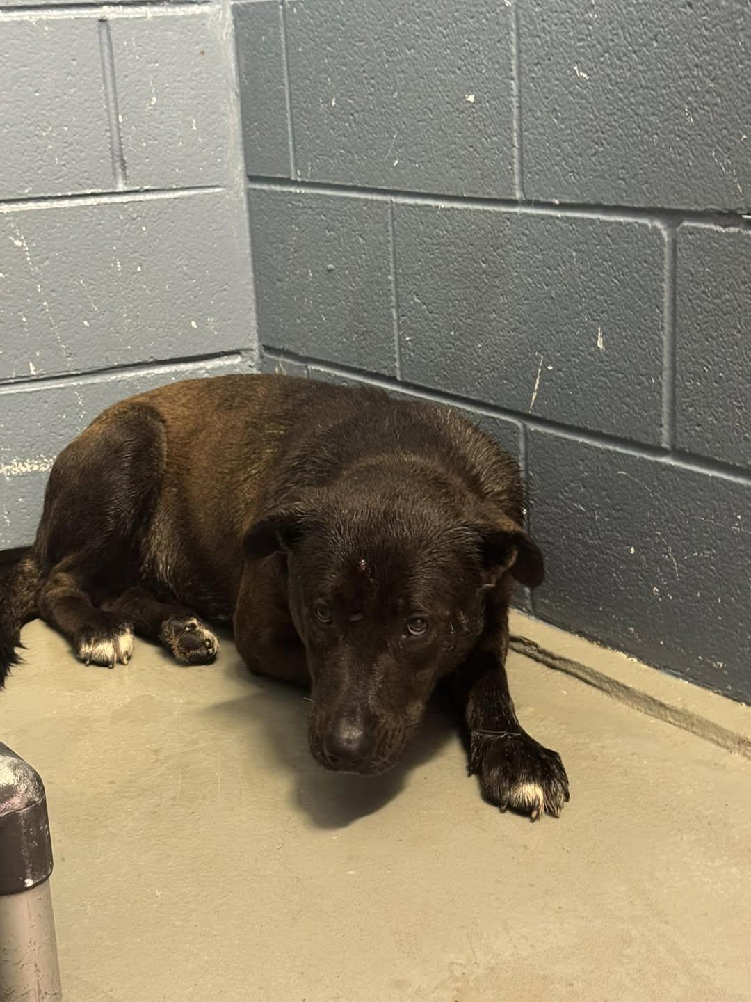 Benny, Adoptable, Young Male Pit Bull Terrier.