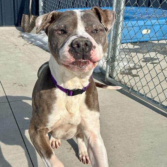 Enlarge Beefy, a Adoptable Pit Bull Terrier in Matteson, IL image 1/4