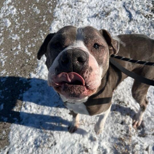Enlarge Beefy, a Adoptable Pit Bull Terrier in Matteson, IL image 2/4