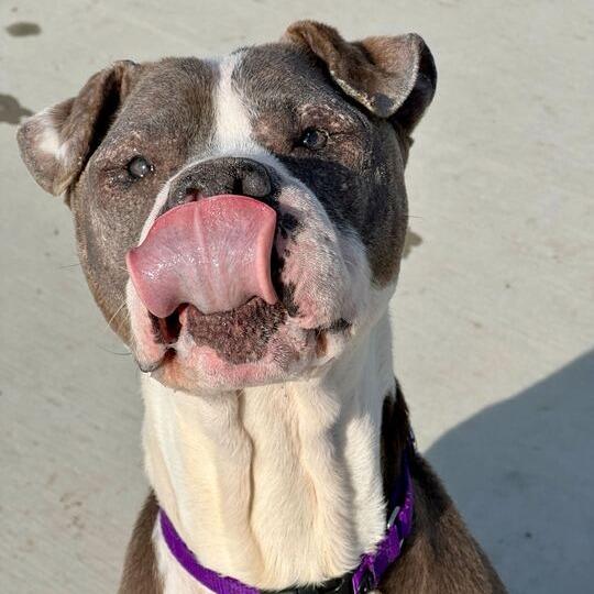 Enlarge Beefy, a Adoptable Pit Bull Terrier in Matteson, IL image 4/4