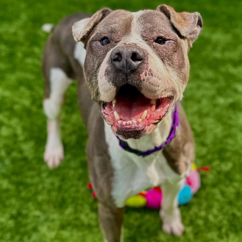 Enlarge Beefy, a Adoptable Pit Bull Terrier in Matteson, IL image 5/6