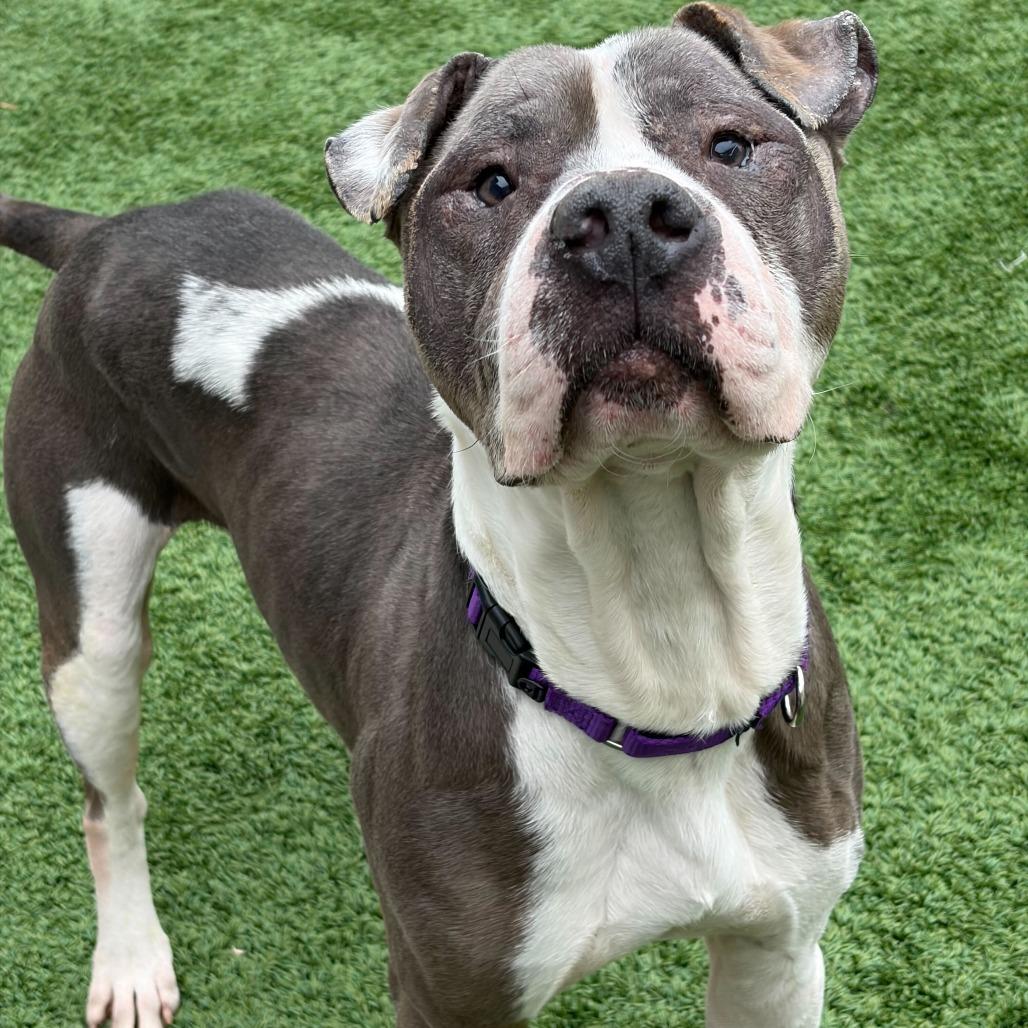 Enlarge Beefy, a Adoptable Pit Bull Terrier in Matteson, IL image 6/6