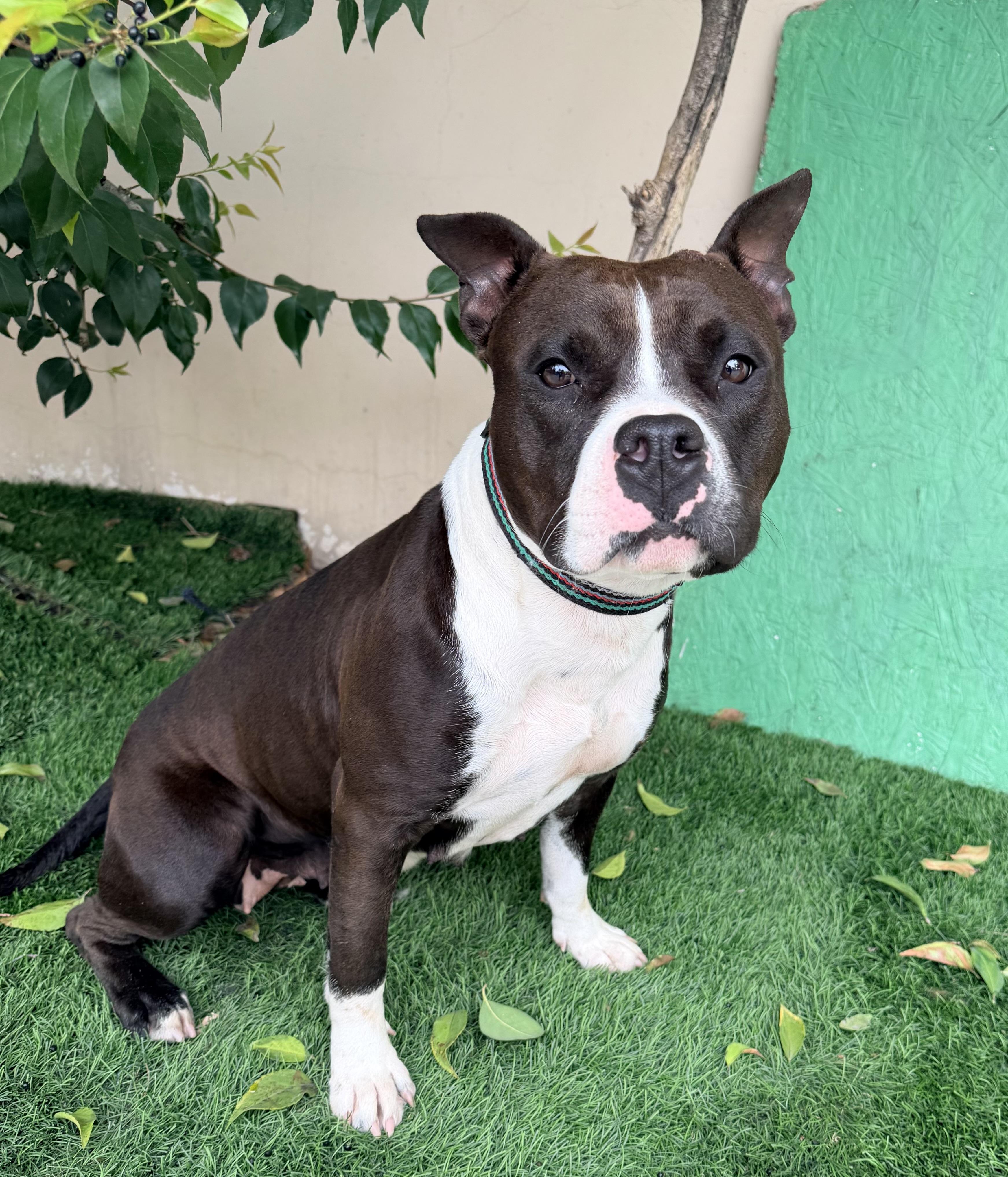 PETUNIA, a ADOPTABLE mixed breed in Rowland Heights, CA image 2/3