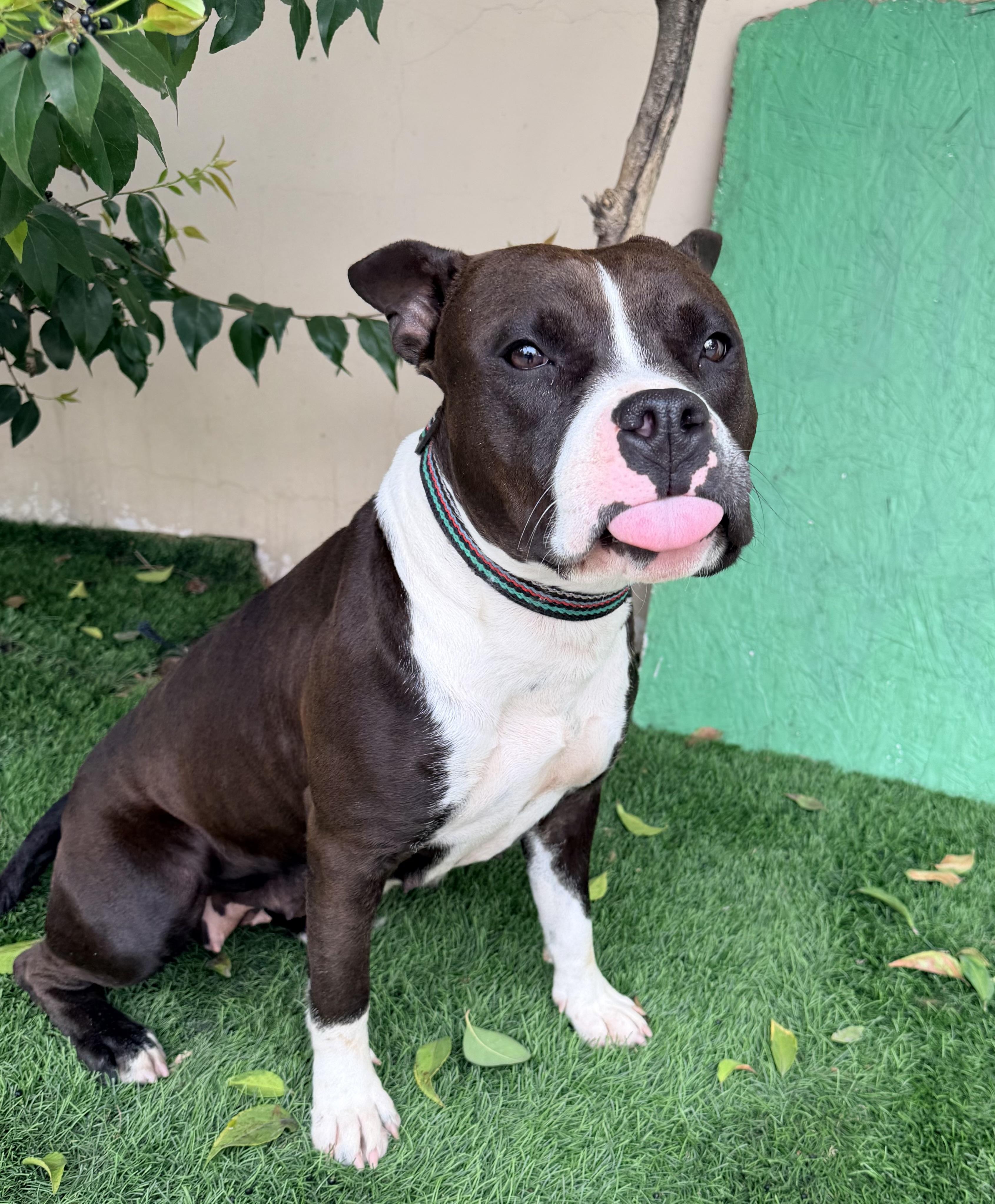 PETUNIA, a ADOPTABLE mixed breed in Rowland Heights, CA image 3/3