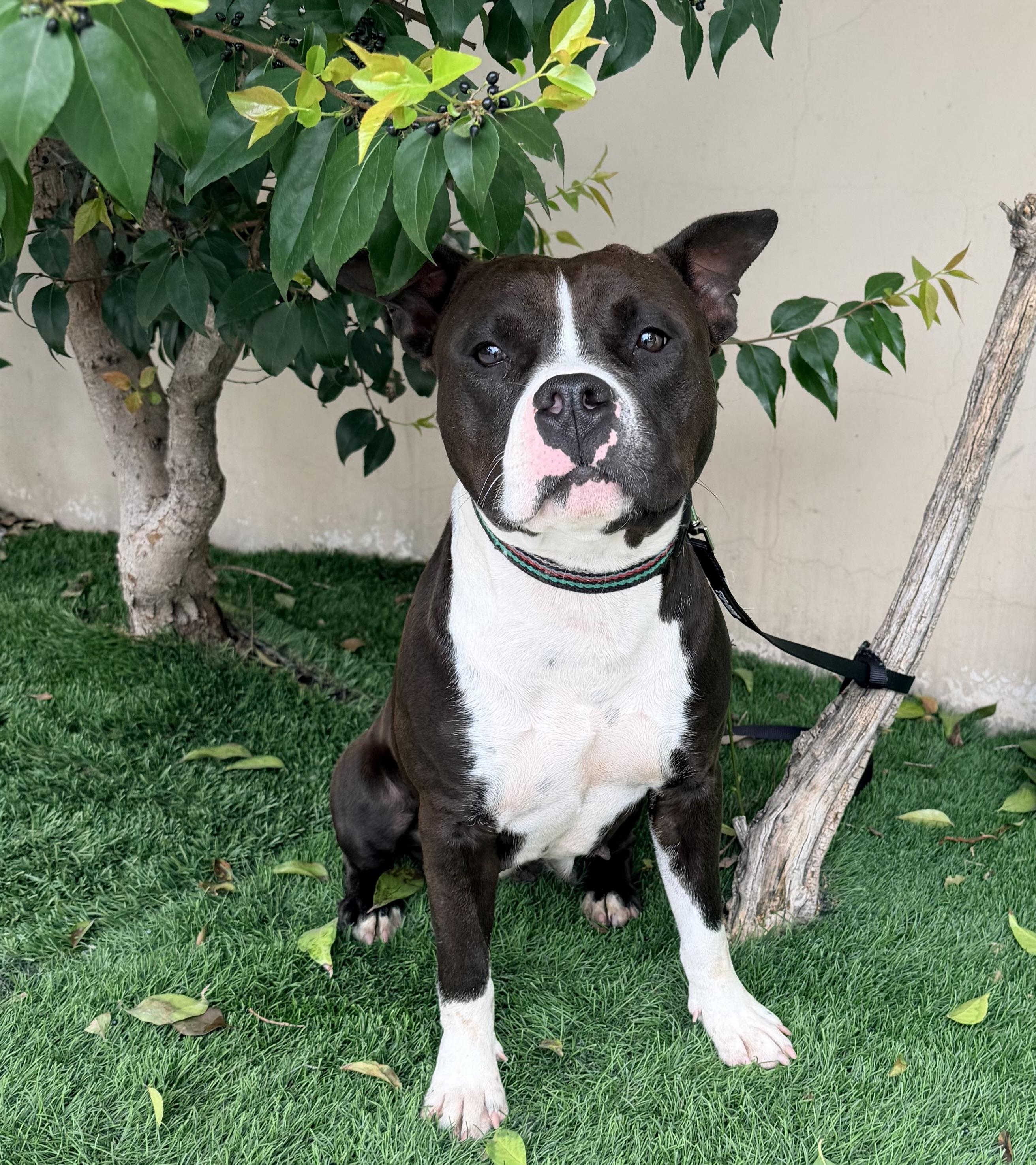 PETUNIA, ADOPTABLE, Adult Female American Bully.
