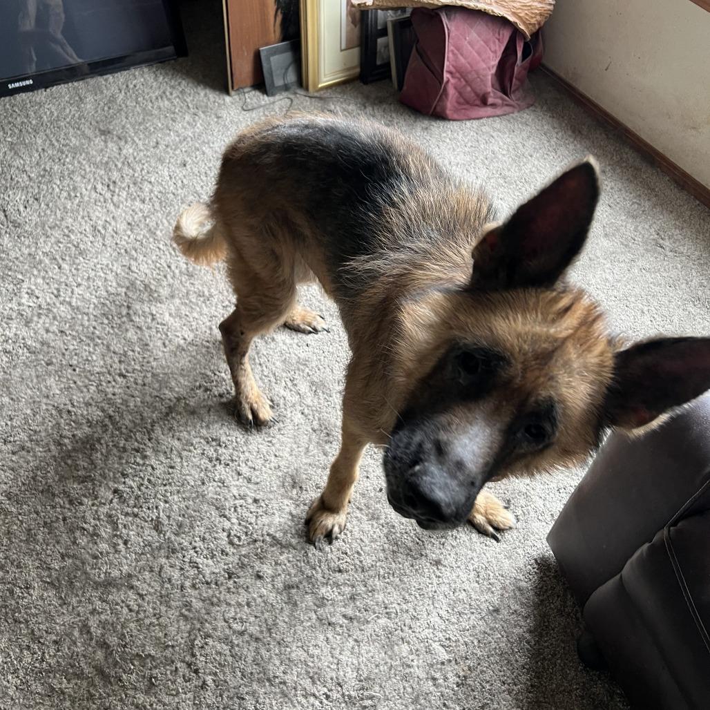 Cody, a Adoptable Shepherd in Corvallis, OR image 1/6