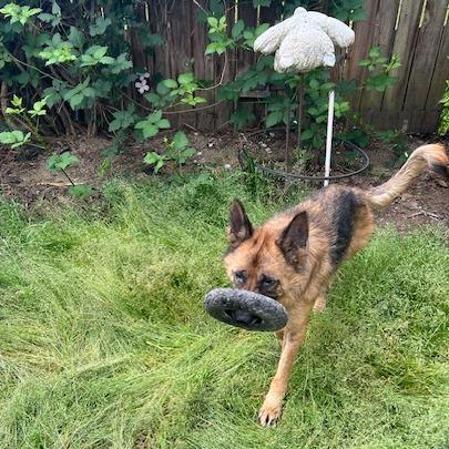 Cody, a Adoptable Shepherd in Corvallis, OR image 2/6