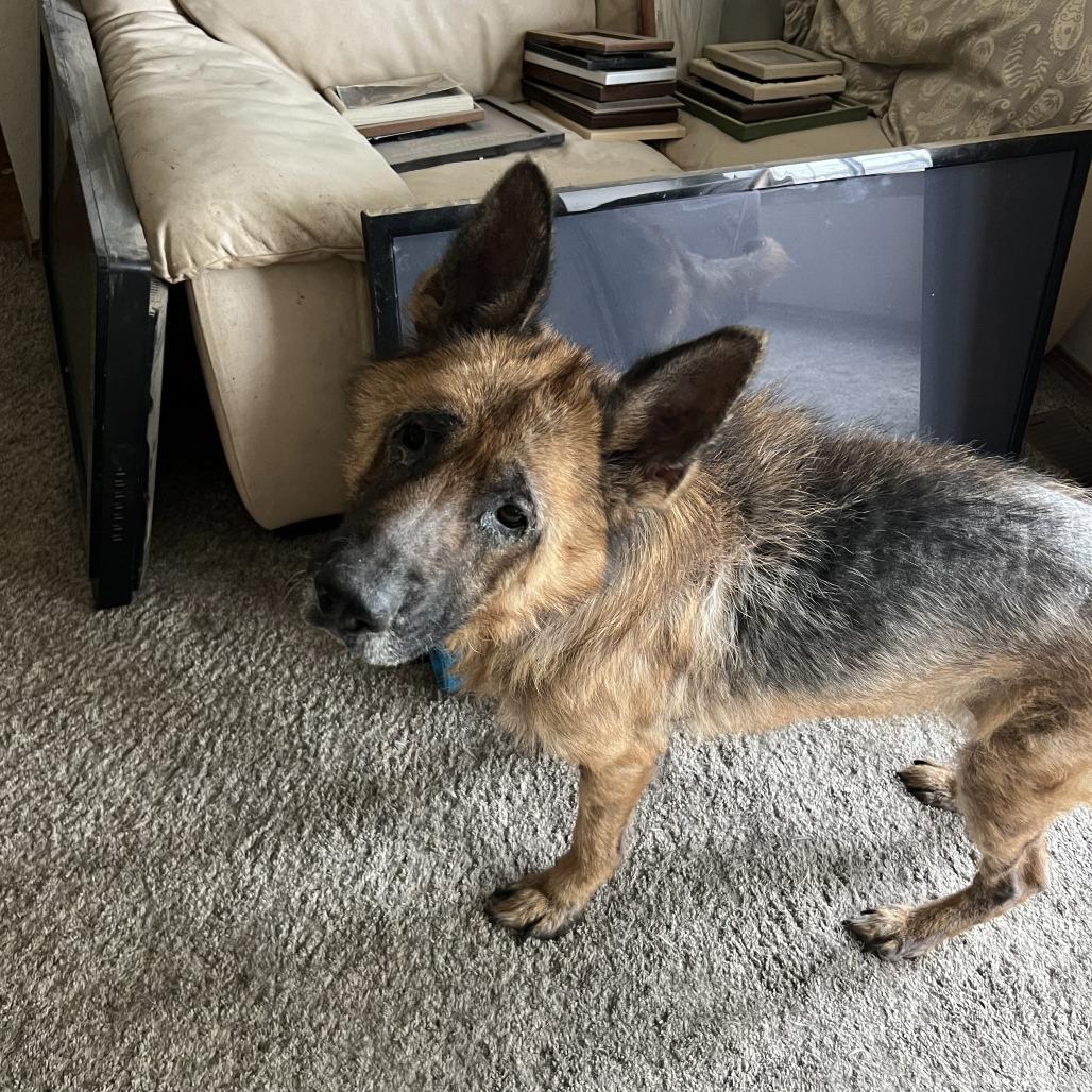 Cody, a Adoptable Shepherd in Corvallis, OR image 3/6