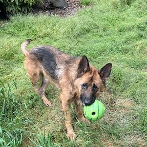 Cody, a Adoptable Shepherd in Corvallis, OR image 4/6