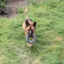 Cody, a Adoptable Shepherd in Corvallis, OR image 5/6