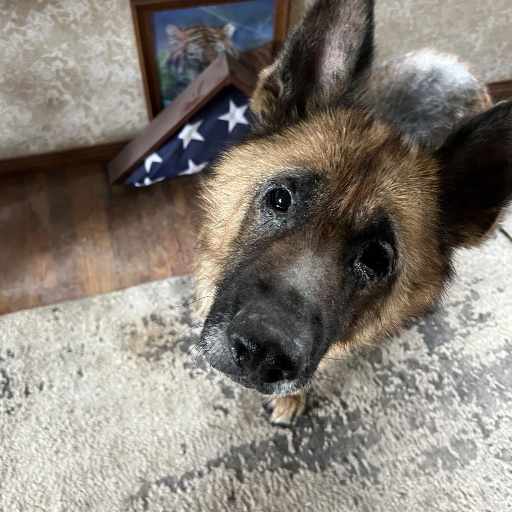 Cody, a Adoptable Shepherd in Corvallis, OR image 6/6