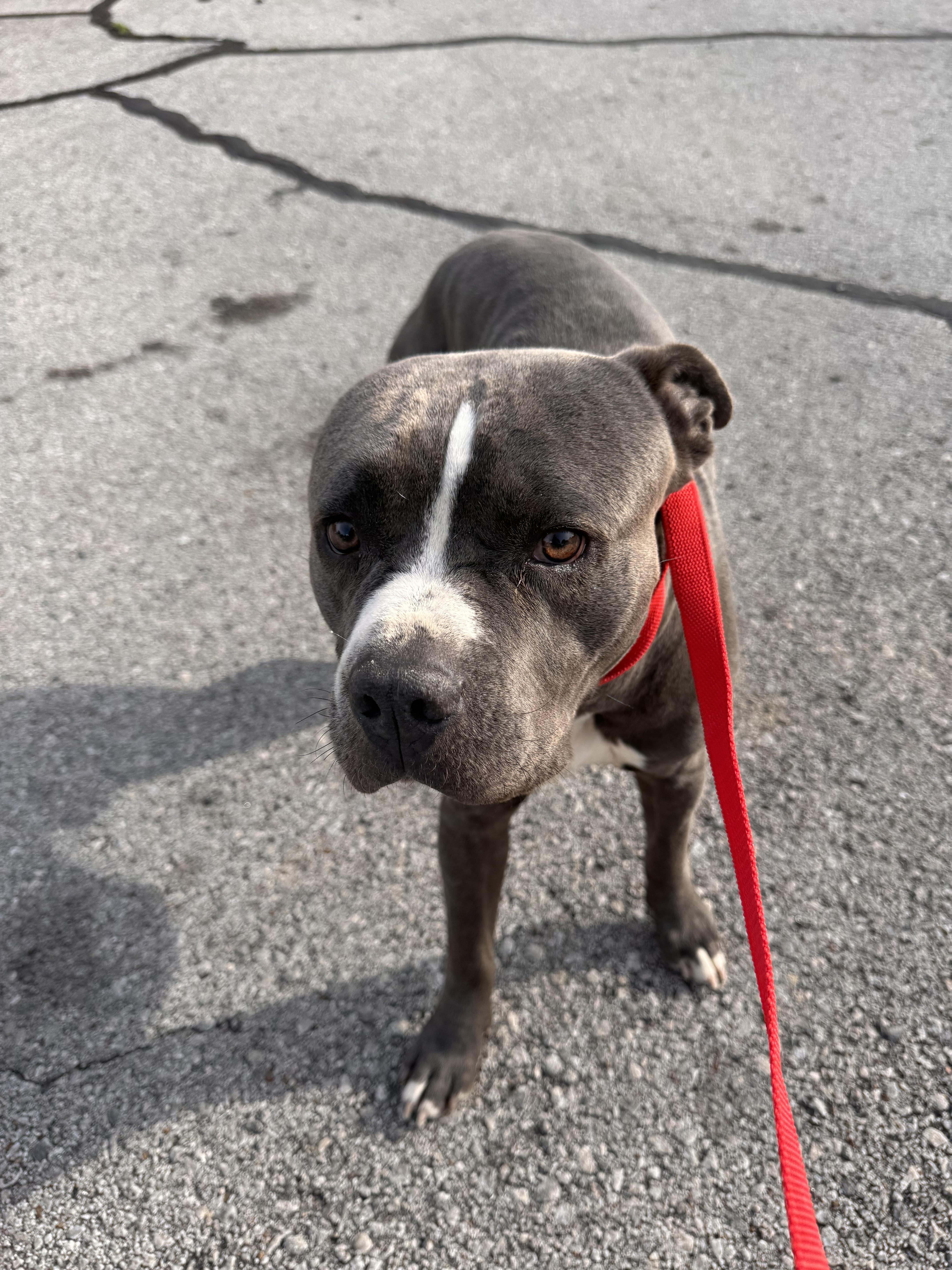 FRANKENSTEIN, adoptable, Young Male Pit Bull Terrier.