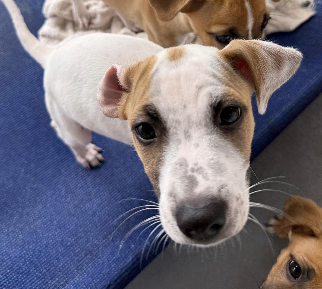 Enlarge Marlin, a Adoptable mixed breed in Granby, CT image 3/4