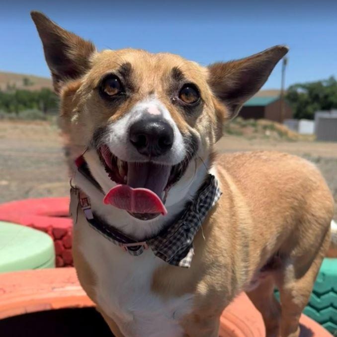 Patchi, Adopted, Young Male Pembroke Welsh Corgi.