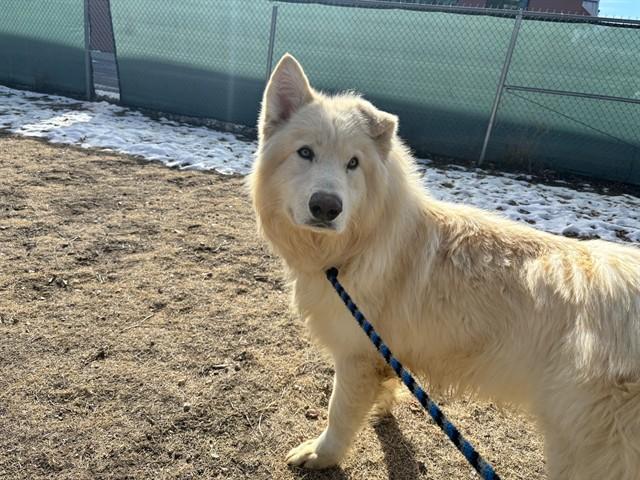 Enlarge KIPLAND DYNAMITE, a Adoptable mixed breed in Colorado Springs, CO image 1/1