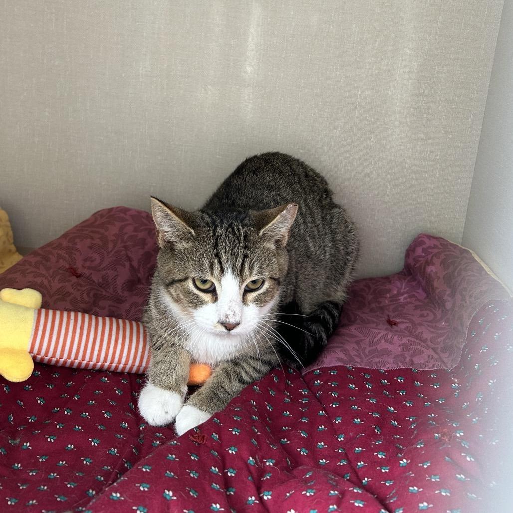 Bobby, Adoptable, Young Male Domestic Short Hair.