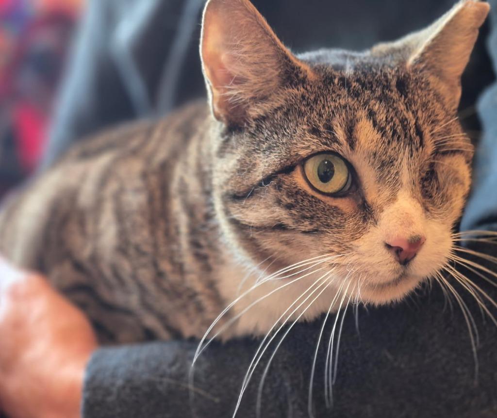 Libra, Adoptable, Adult Female Domestic Short Hair.