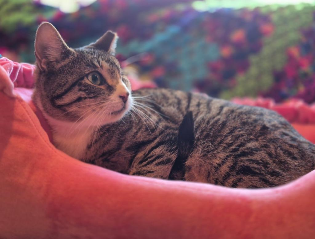 Enlarge Libra, a Adoptable mixed breed in New York, NY image 2/5