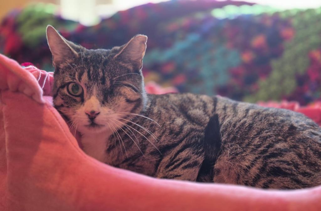 Enlarge Libra, a Adoptable mixed breed in New York, NY image 3/5