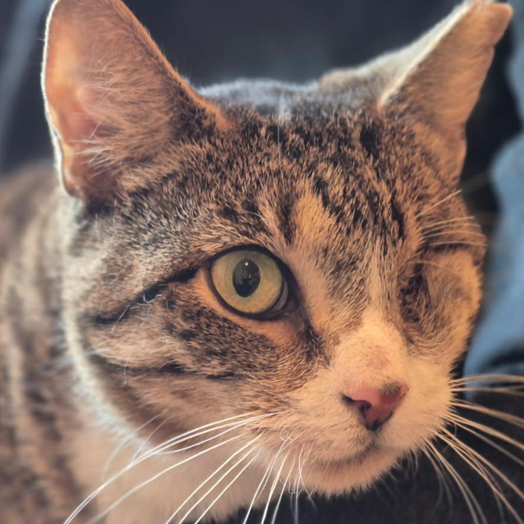 Enlarge Libra, a Adoptable mixed breed in New York, NY image 4/5