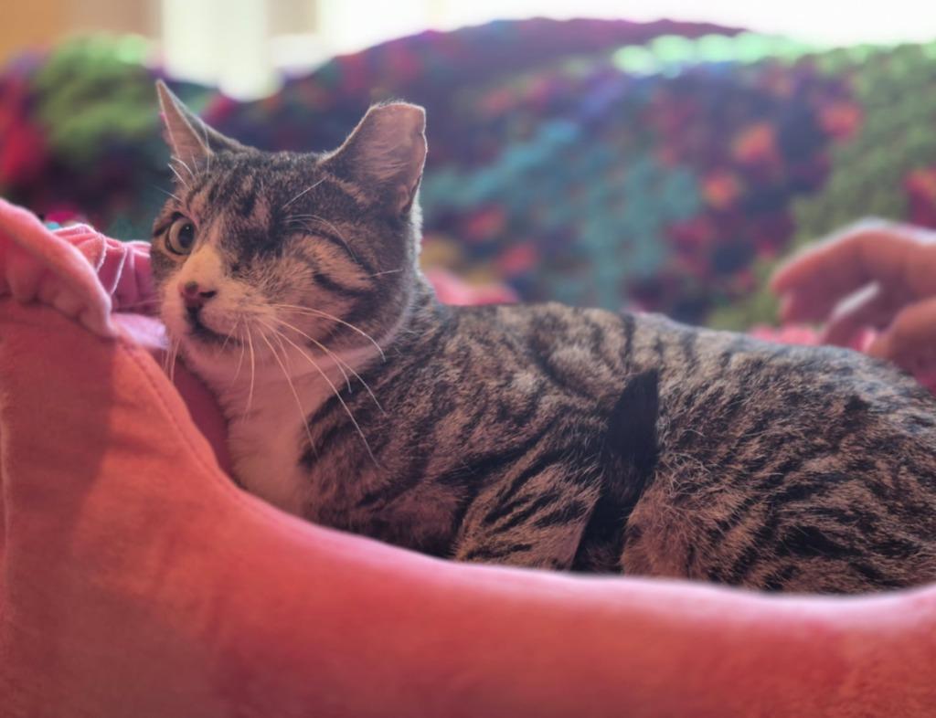 Enlarge Libra, a Adoptable mixed breed in New York, NY image 5/5