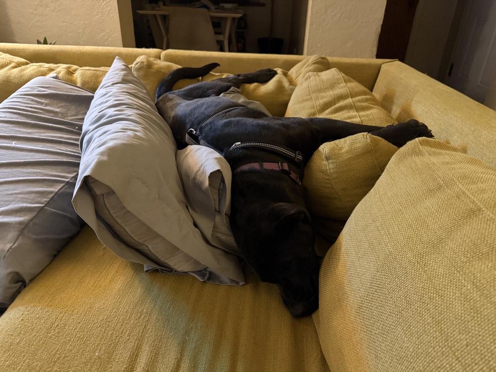 BUFFY, Adoptable, Adult Female Pit Bull Terrier & Labrador Retriever.