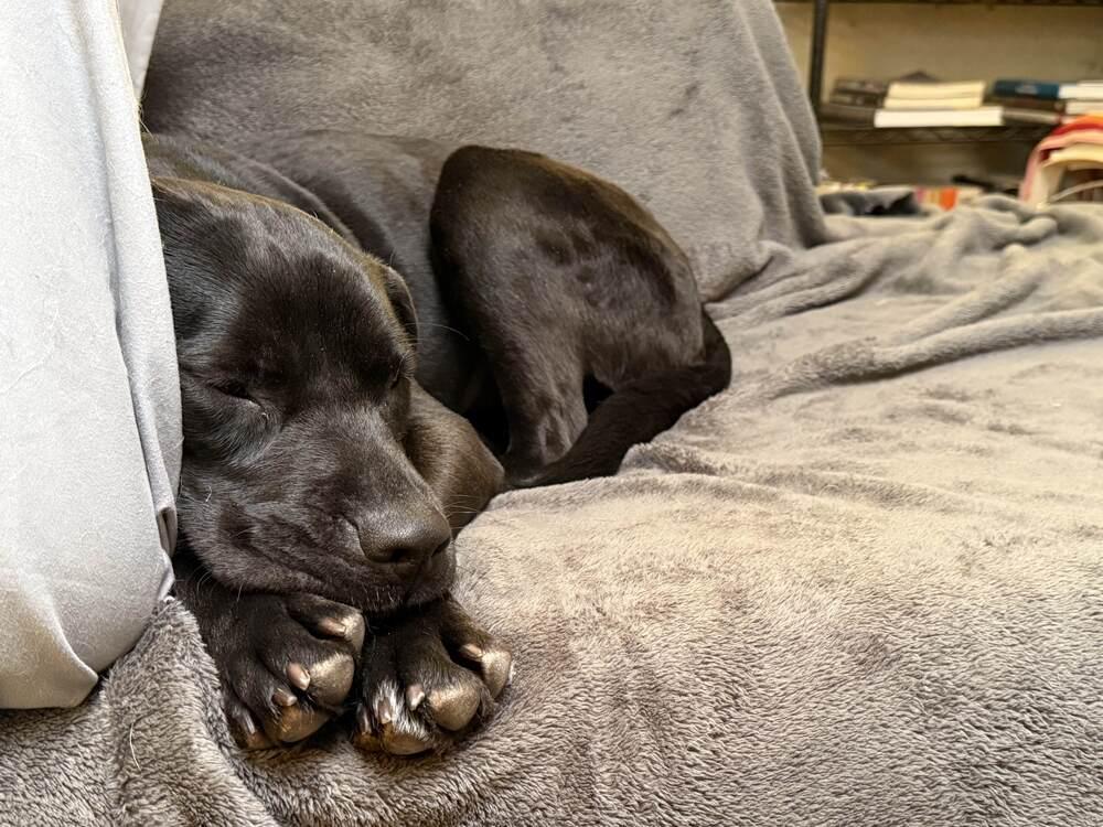 BUFFY, Adoptable, Adult Female Pit Bull Terrier & Labrador Retriever.