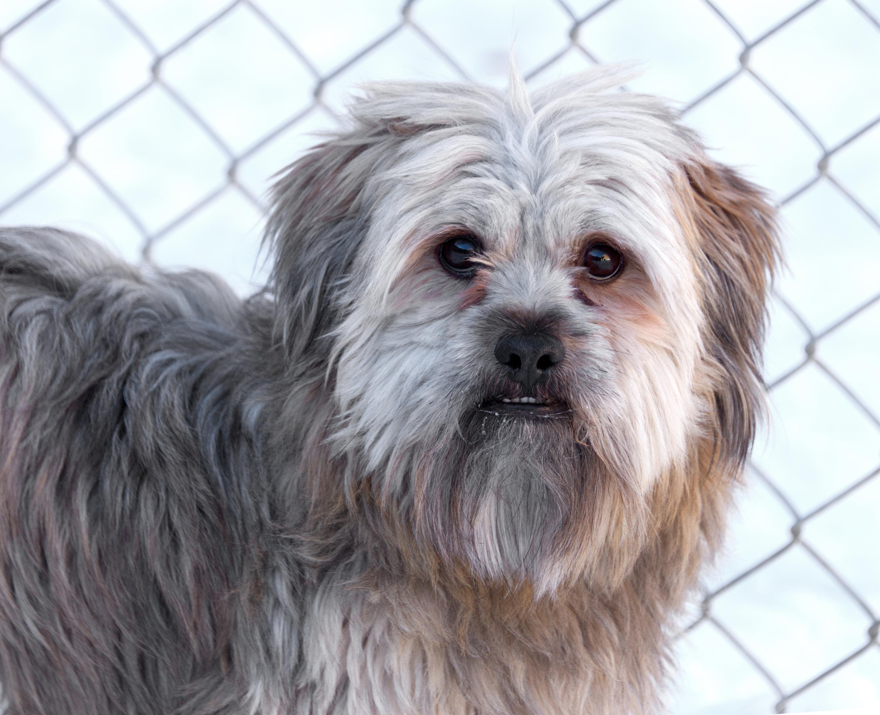 Smith , an adopted mixed breed in Winnipeg, MB image 1/2