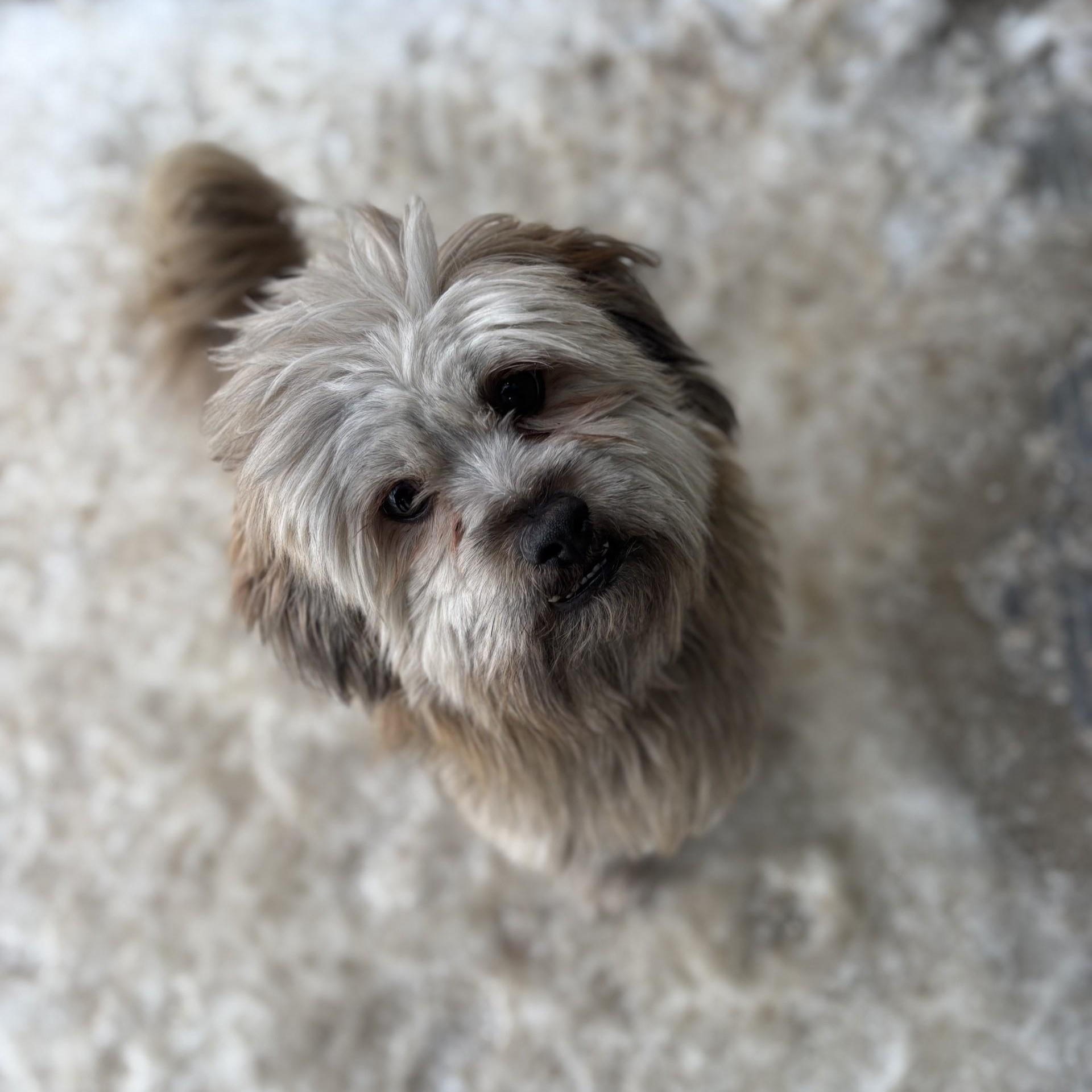 Enlarge Smith , an adoptable mixed breed in Winnipeg, MB image 1/1