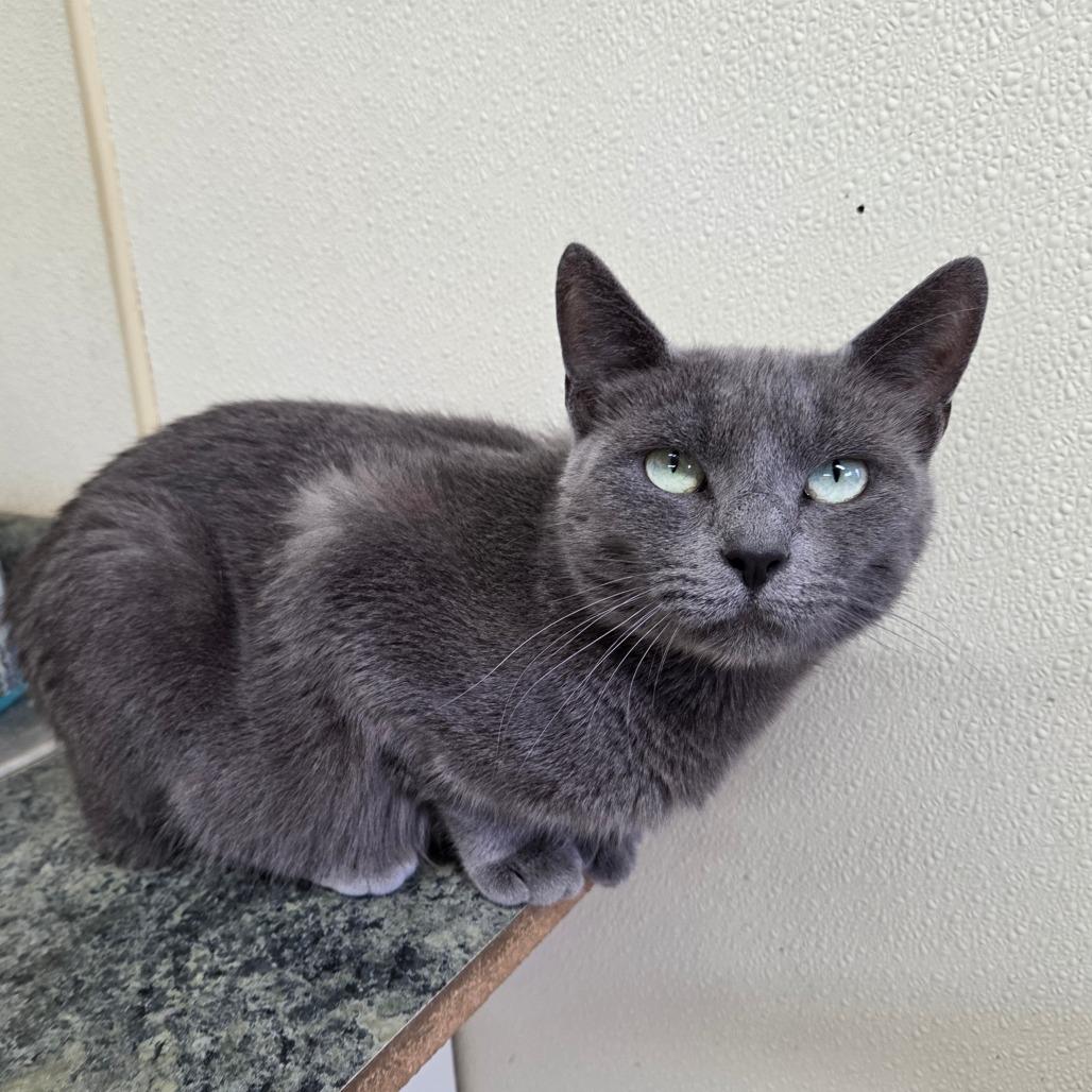 Oprah, Adoptable, Adult Female Domestic Short Hair.