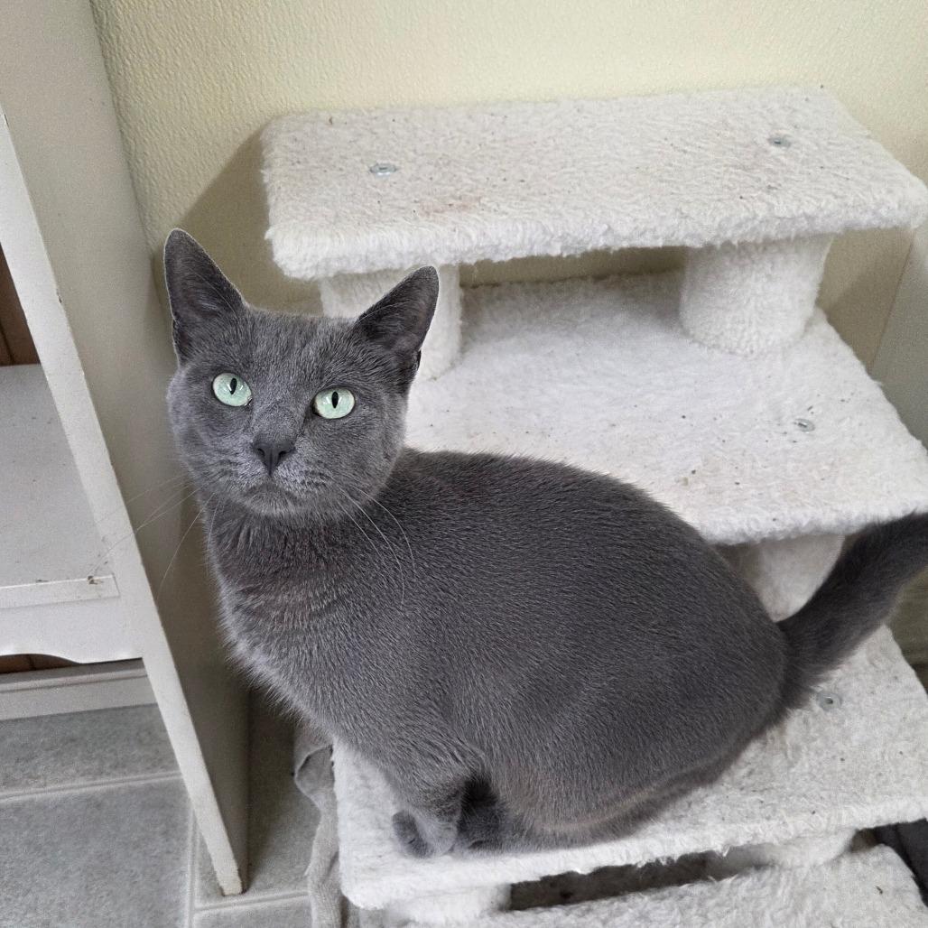 Enlarge Oprah, a Adoptable Domestic Short Hair in Pontiac, IL image 2/6