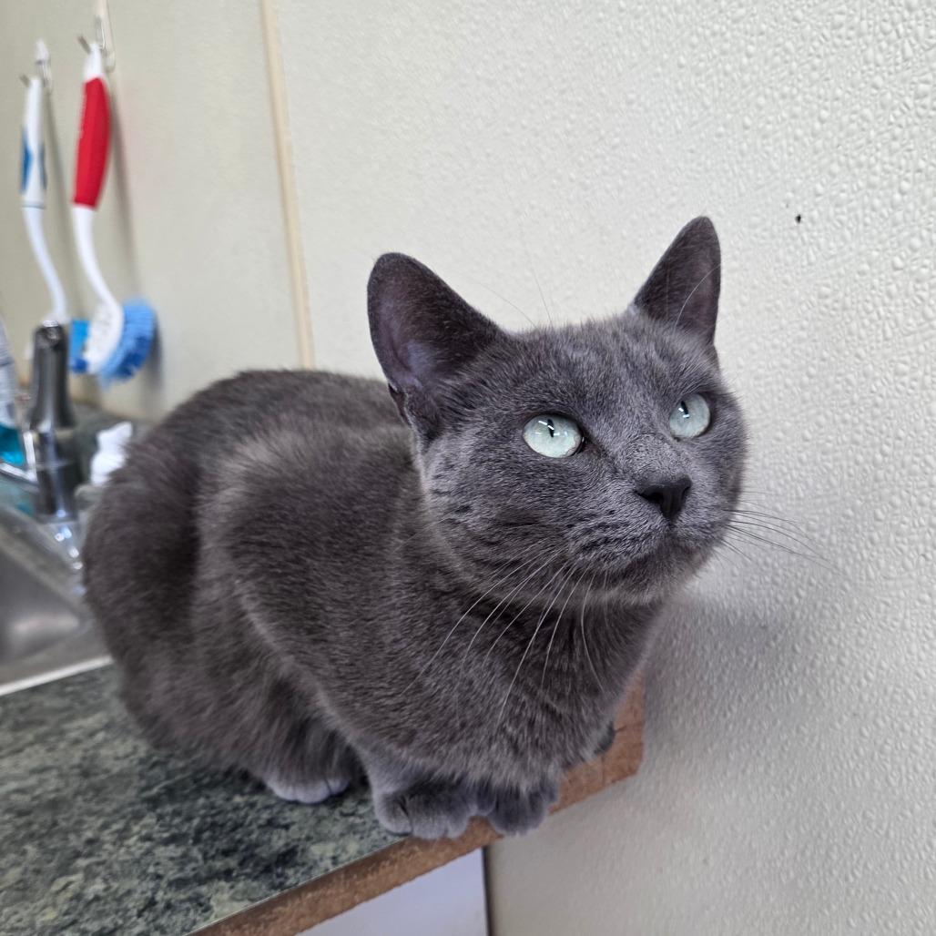 Enlarge Oprah, a Adoptable Domestic Short Hair in Pontiac, IL image 3/6