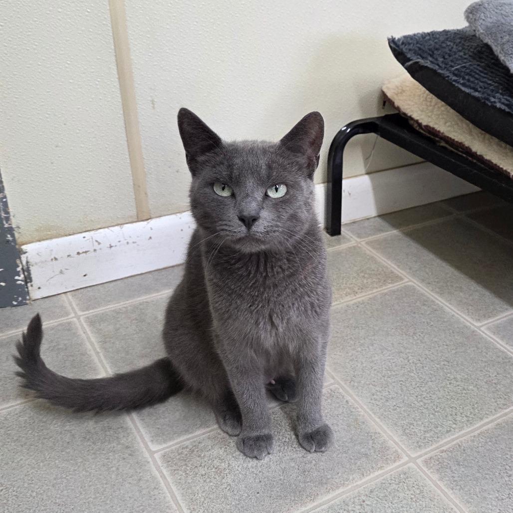 Enlarge Oprah, a Adoptable Domestic Short Hair in Pontiac, IL image 4/6