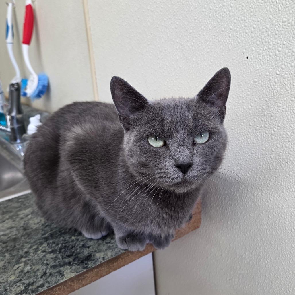 Enlarge Oprah, a Adoptable Domestic Short Hair in Pontiac, IL image 5/6