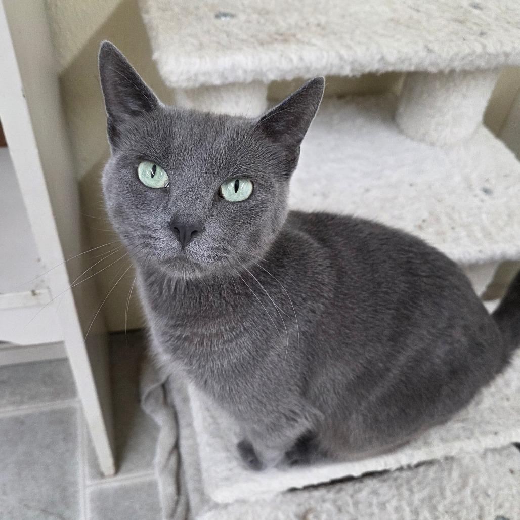 Enlarge Oprah, a Adoptable Domestic Short Hair in Pontiac, IL image 6/6