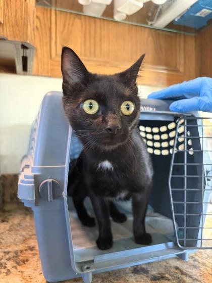 Enlarge Virginia , a ADOPTABLE mixed breed in El Reno, OK image 1/1