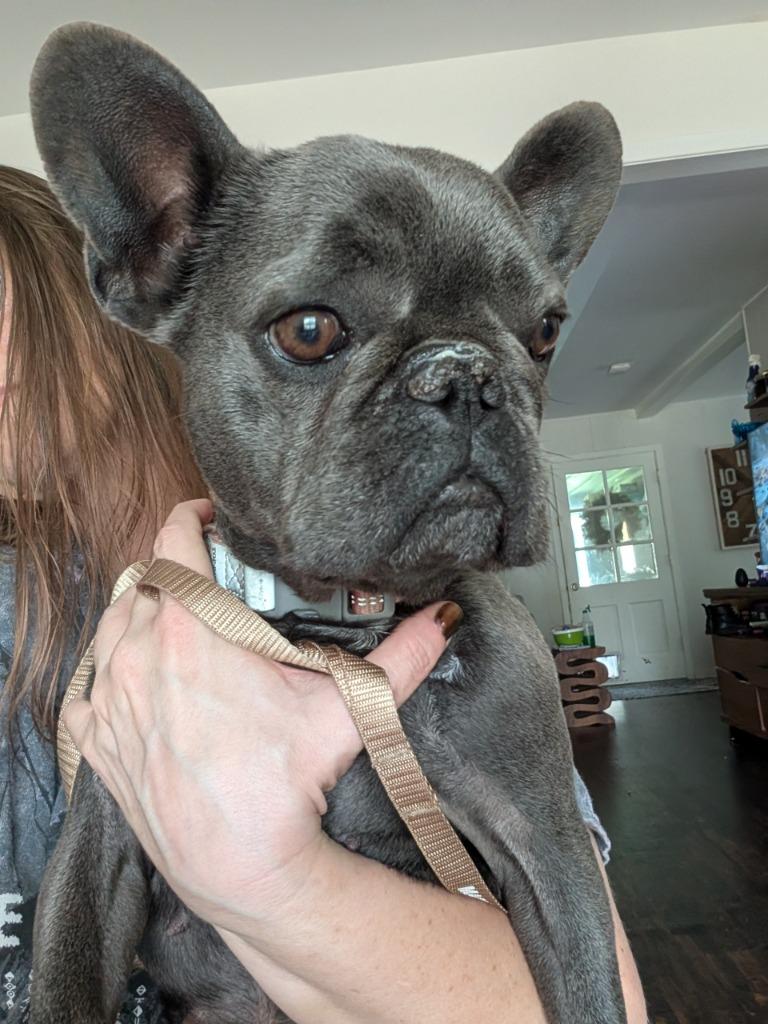 Bella, Adoptable, Young Female French Bulldog.