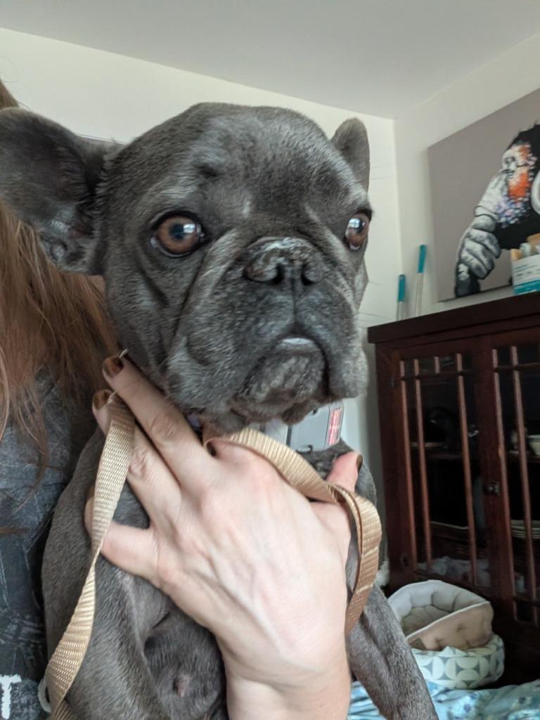Enlarge Bella, a Adoptable French Bulldog in Bryan, TX image 2/4