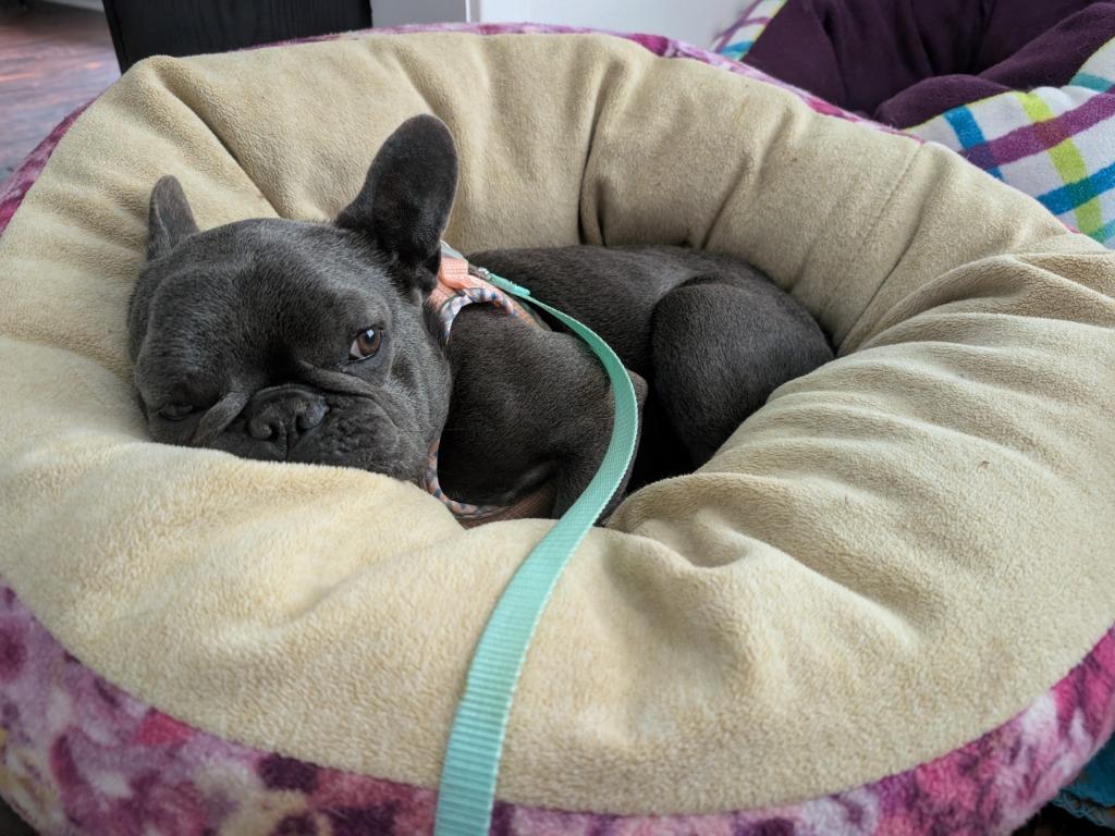 Enlarge Bella, a Adoptable French Bulldog in Bryan, TX image 3/4