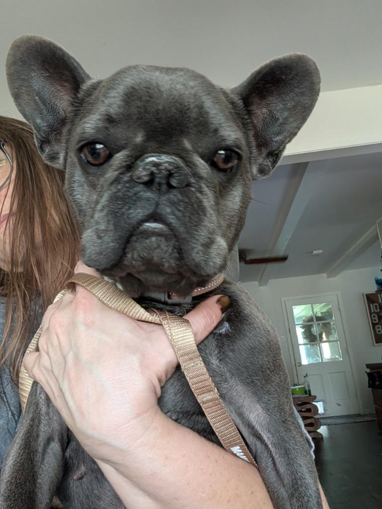 Enlarge Bella, a Adoptable French Bulldog in Bryan, TX image 4/4