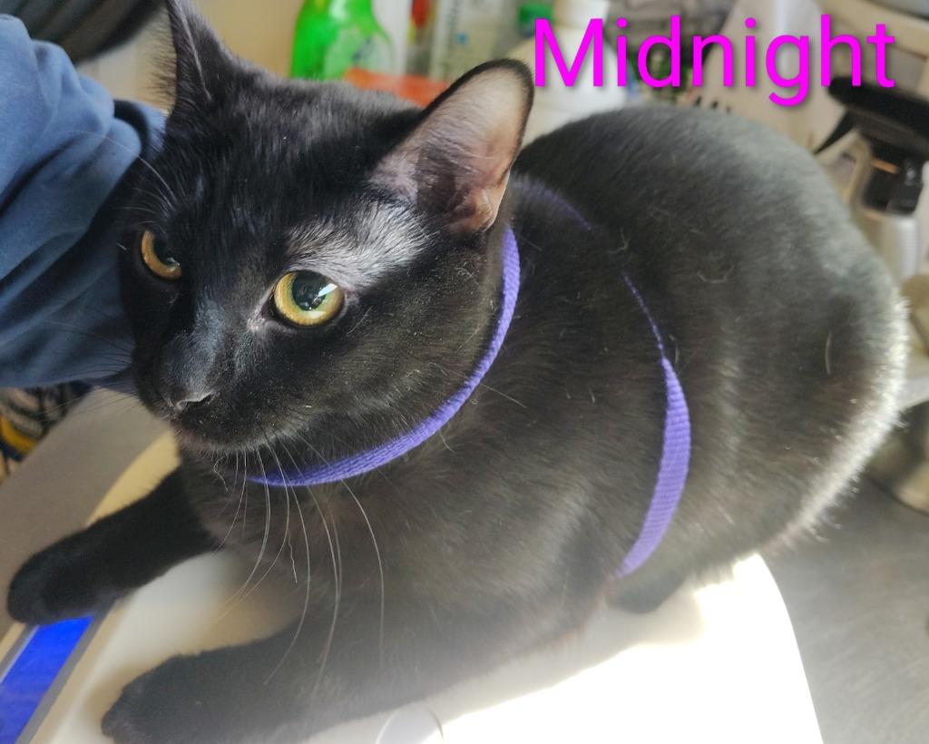Enlarge Midnight, a Adopted mixed breed in Mena, AR image 1/1