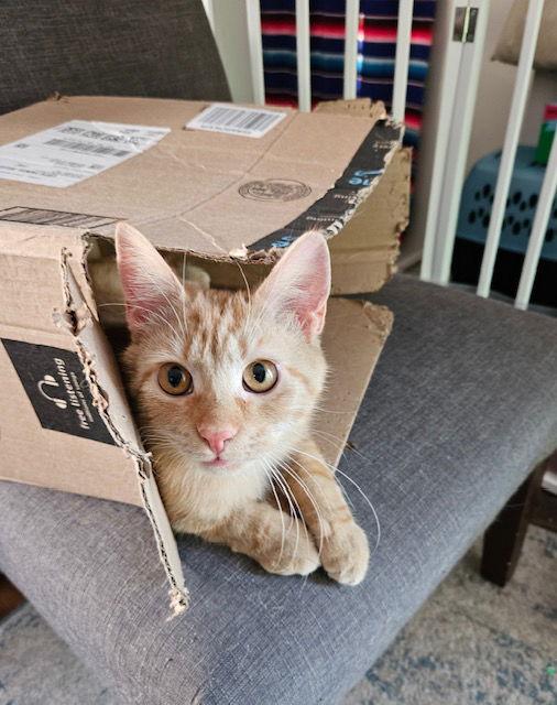 Enlarge Traffic Cone, a Adopted Domestic Short Hair in Canal Winchester, OH image 1/3