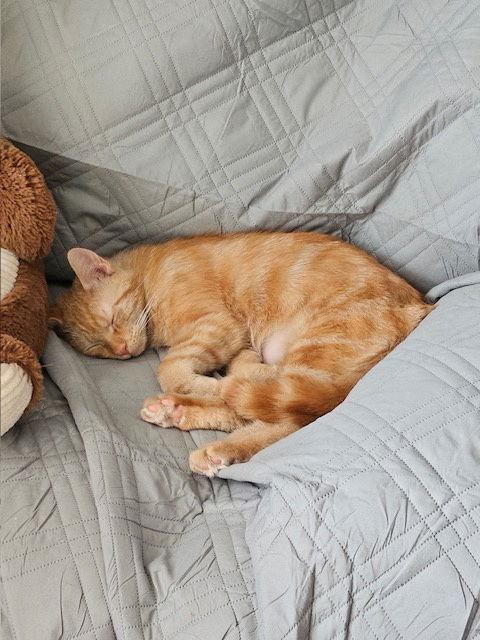 Enlarge Traffic Cone, a Adopted Domestic Short Hair in Canal Winchester, OH image 2/3