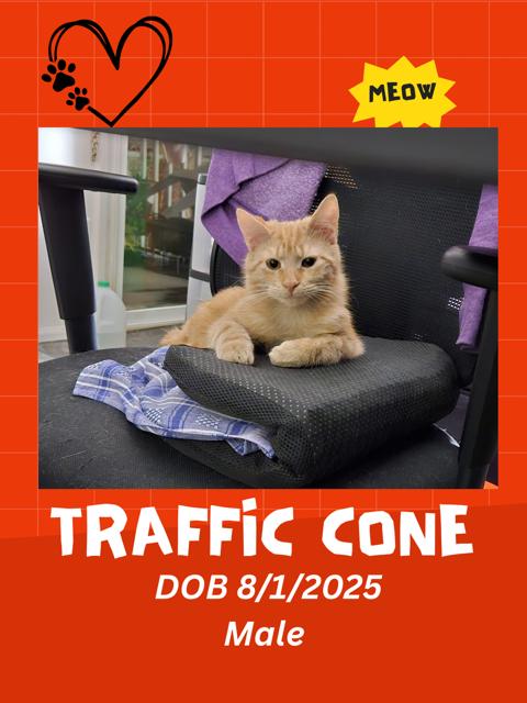 Enlarge Traffic Cone, a Adopted Domestic Short Hair in Canal Winchester, OH image 3/3