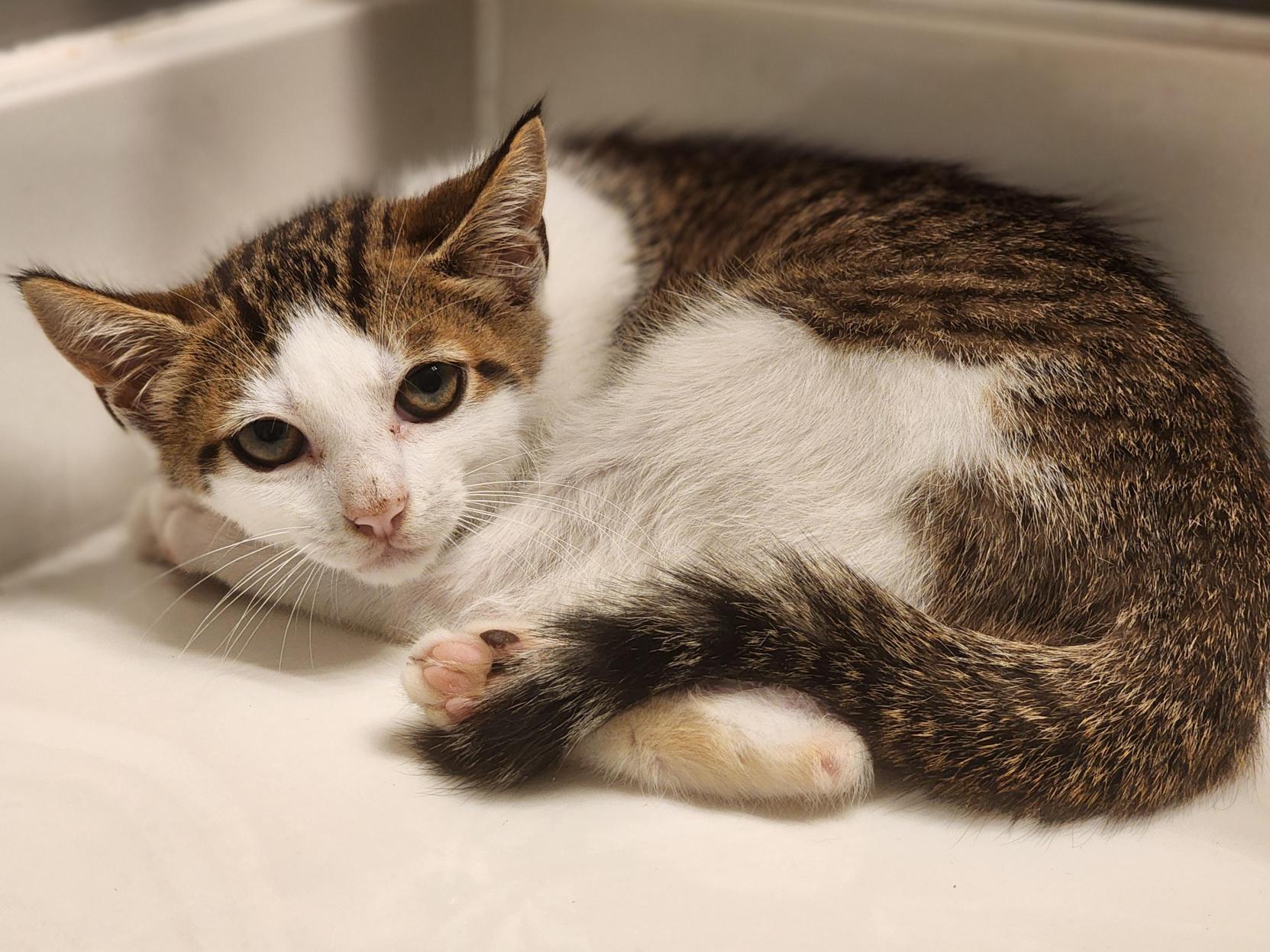 Jimmie, an adoptable Domestic Short Hair in Bristol, TN_image-1