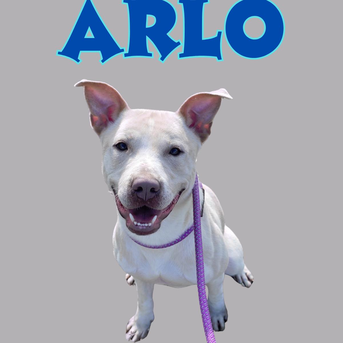 Enlarge Arlo, a ADOPTABLE Mixed Breed in South Padre Island, TX image 1/1
