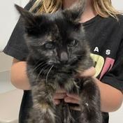 Palm, Adoptable, Kitten Female Domestic Short Hair.